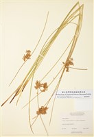 藏品(燈心草)的圖片